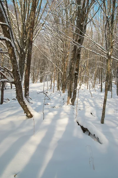 Kış buzlu orman — Stok fotoğraf