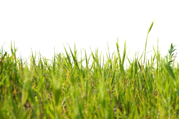 Green grass isolated — Stock Photo, Image