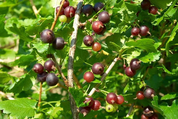 Bush of black currants — Stock Photo, Image