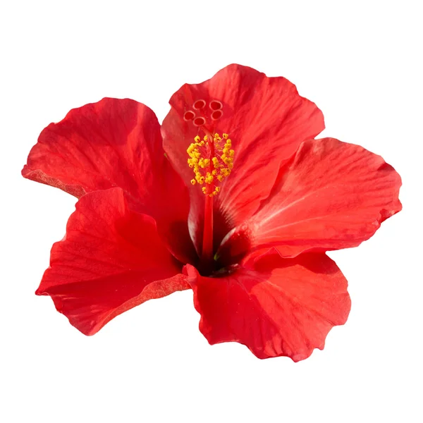 Hibiscus rosa sinensis — Stok fotoğraf