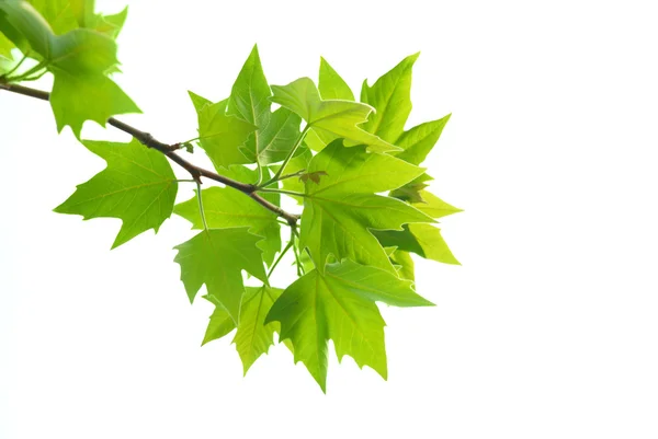 Folhas de bordo verde com ramo — Fotografia de Stock