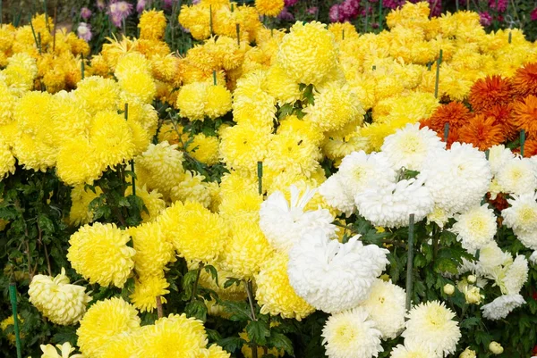 Field of colors chrysanthemums. — Stock Photo, Image