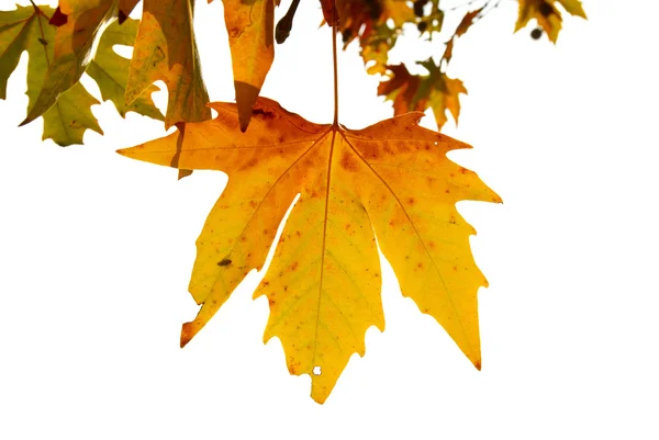 Hojas de otoño amarillo . — Foto de Stock