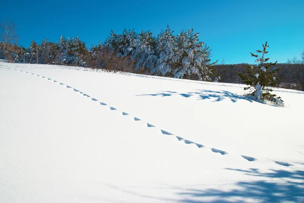 冬天、 深雪和脚印. — 图库照片