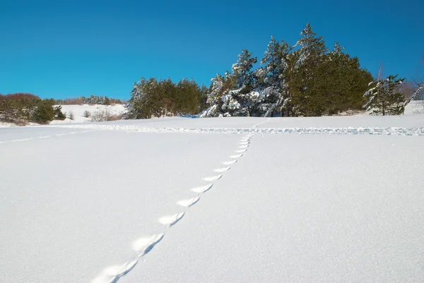 Vintern, djup snö och fotspår. — Stockfoto
