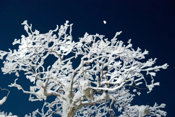 Zimowy Las lodowych w nocy. — Zdjęcie stockowe