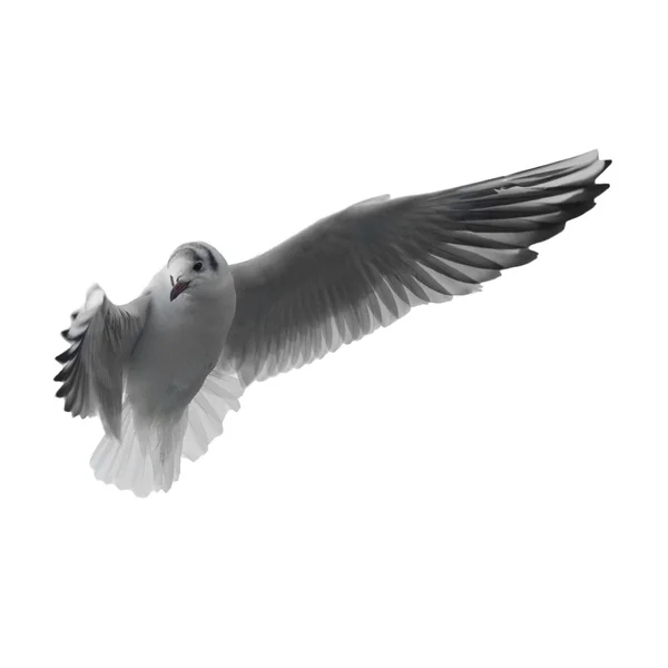Flying seagull — Stock Photo, Image