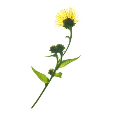 Elecampanel (Inula helenium)