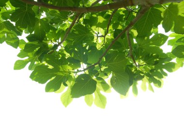 Green fig-tree leaves with branch clipart