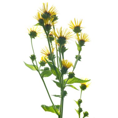 Elecampanel (Inula helenium)