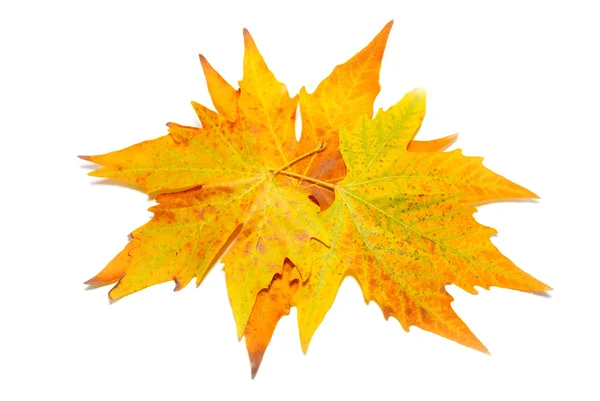Oranje vallen esdoorn bladeren — Stockfoto