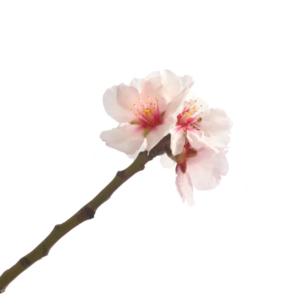 Amandelboom roze bloemen. — Stockfoto
