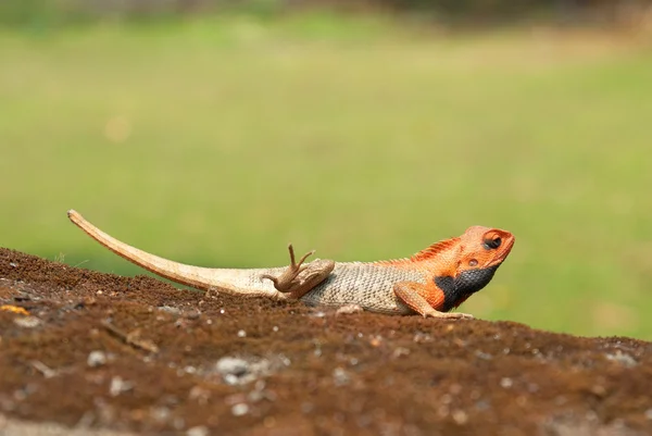 Agama de cabeça laranja — Fotografia de Stock