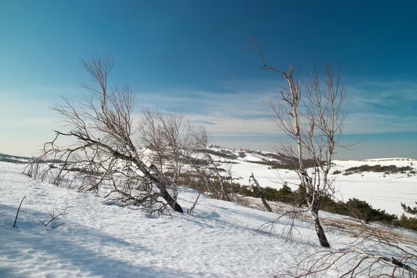 Winterbäume in den Bergen. — Stockfoto