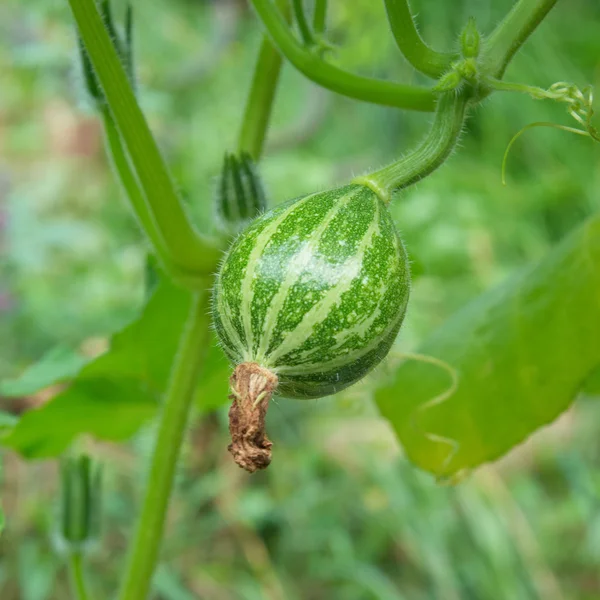 Marrow in vegetable garden — Stock Photo, Image