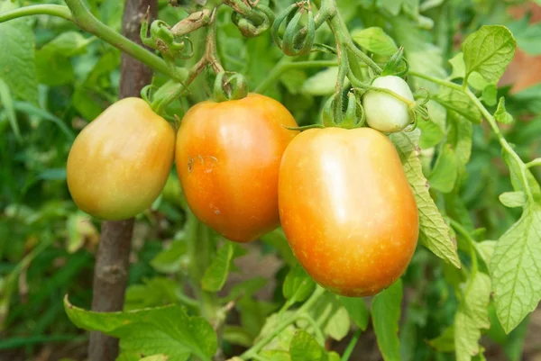 Красные и зеленые помидоры — стоковое фото
