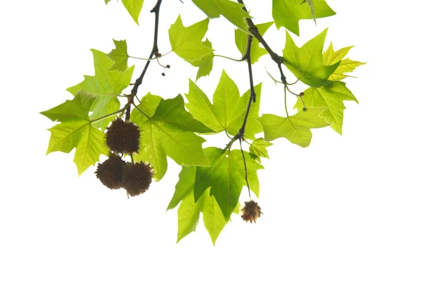 Зеленый кленовый лист с веткой — стоковое фото