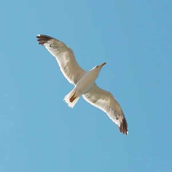 Gaivota voadora — Fotografia de Stock