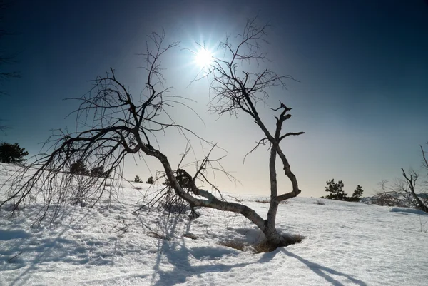 Bomen onder de sneeuw met zonneschijn ster. — Stockfoto