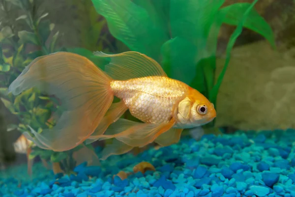 Tropische gouden vissen — Stockfoto