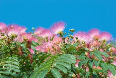 Flowers of acacia (Albizzia julibrissin) clipart