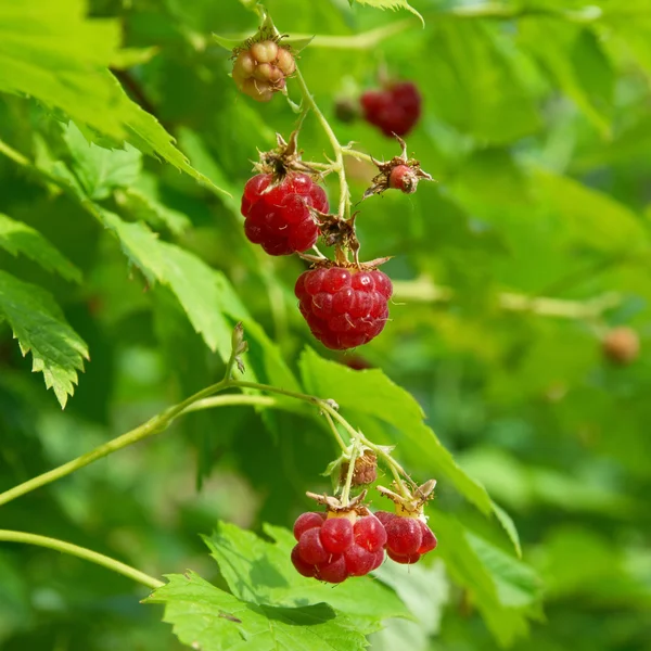 Red raspberries — Stock Photo, Image