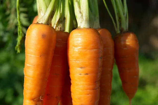 Bunch of carrots — Stock Photo, Image