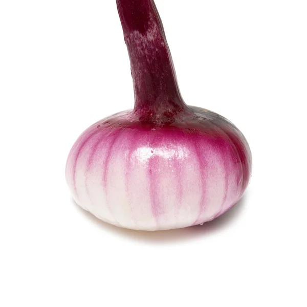 Ampul kırmızı soğan — Stok fotoğraf