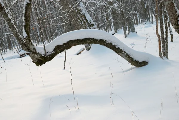 Forêt glacée hivernale — Photo