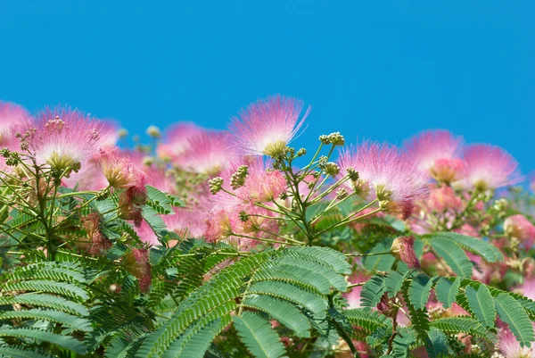 Blüten der Akazie (albizzia julibrissin)) — Stockfoto