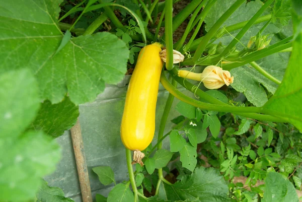 Marrow in vegetable garden — Stock Photo, Image