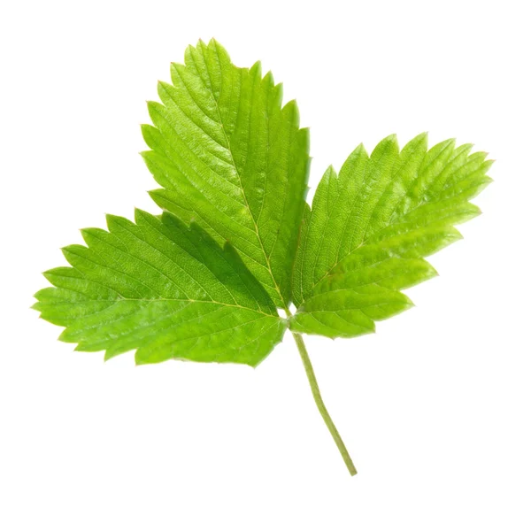 Strawberry's green leaf — Stock Photo, Image