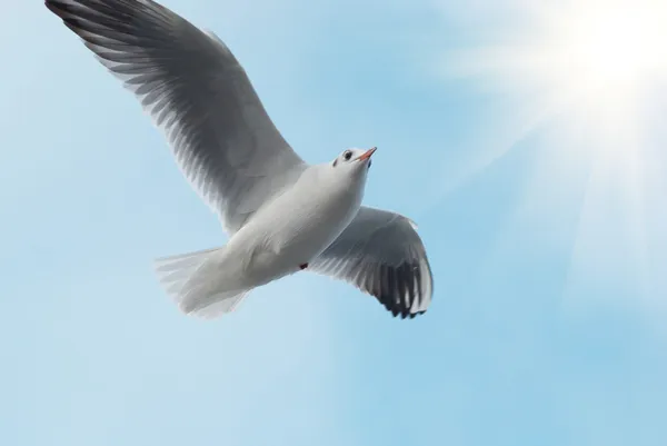 Солнце и чайка — стоковое фото