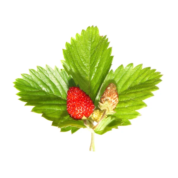 Erdbeere mit grünem Blatt — Stockfoto