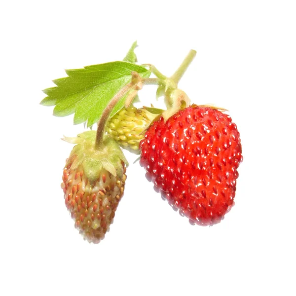 Φράουλα με πράσινο φύλλο — Φωτογραφία Αρχείου