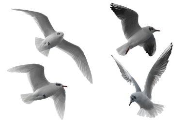 Flying seagull clipart