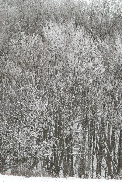 Zimowy krajobraz z lodowatymi drzewami. — Zdjęcie stockowe