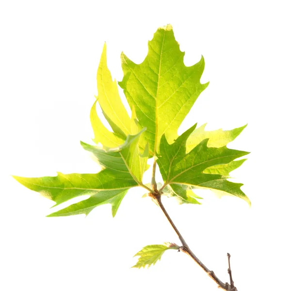 분기와 녹색 단풍 잎 — 스톡 사진