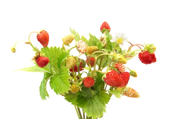 Lesní jahody — Stock fotografie
