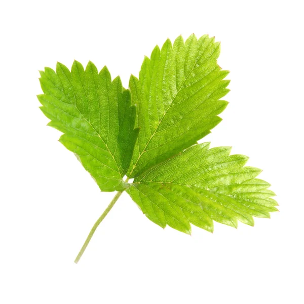 Strawberry's green leaf — Stock Photo, Image