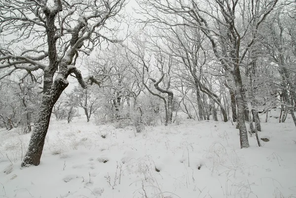 Vinterlandskap med isiga träd. — Stockfoto
