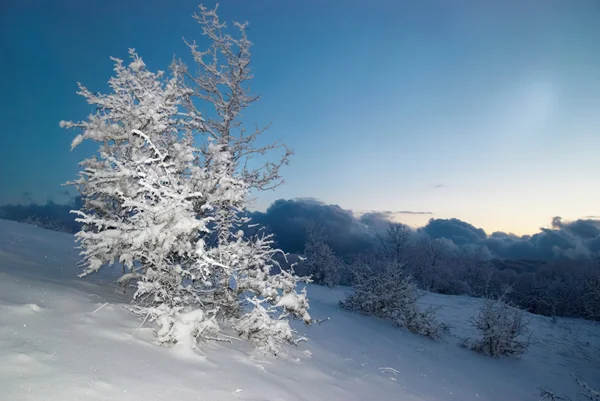 Hutan es musim dingin di malam hari . — Stok Foto