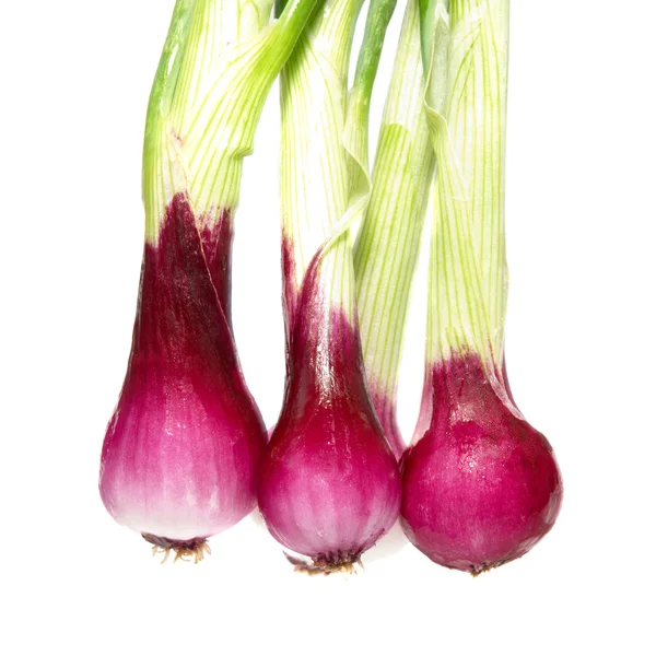 Bunch of young onions — Stock Photo, Image