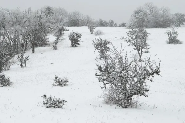 Vinterlandskap med isiga träd. — Stockfoto