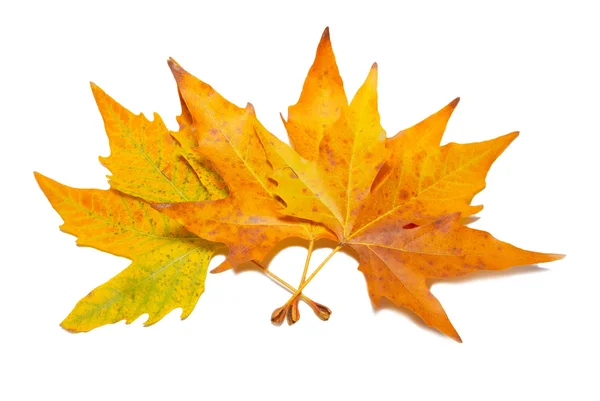 Oranje vallen esdoorn bladeren — Stockfoto
