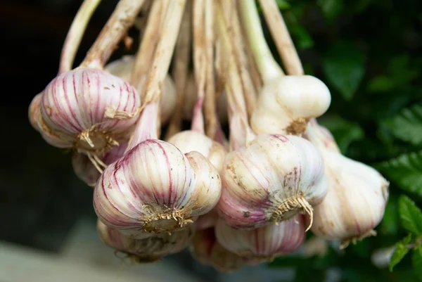 Bunch of garlics — Stock Photo, Image
