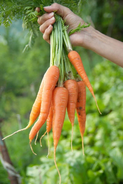 Μάτσο καρότα — Φωτογραφία Αρχείου