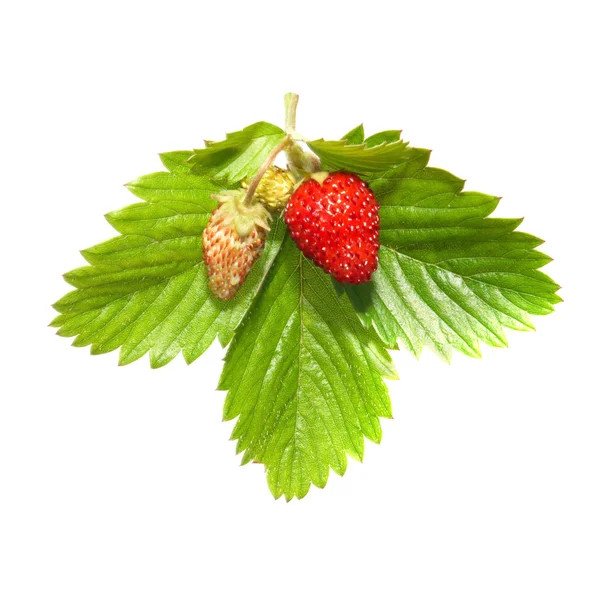 Jahody s zelený list — Stock fotografie