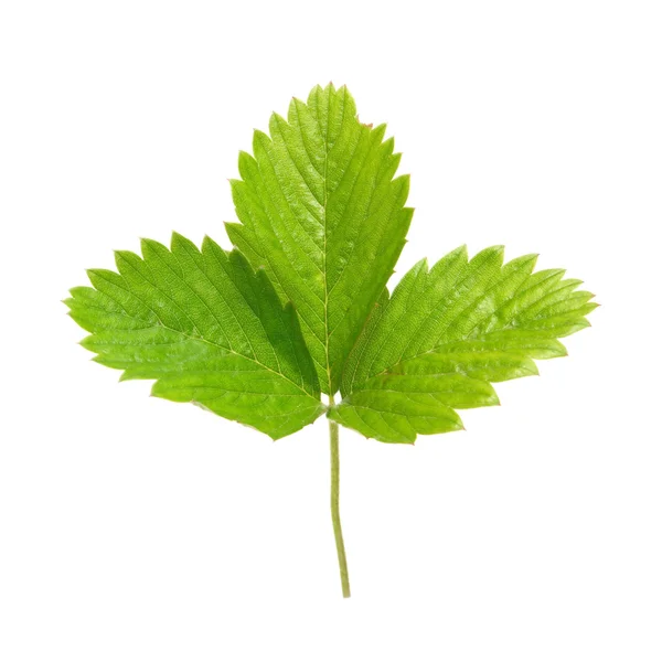 Земляничный зелёный лист — стоковое фото