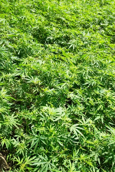 Τομέα της πράσινο μαριχουάνα (κάνναβης) — Φωτογραφία Αρχείου